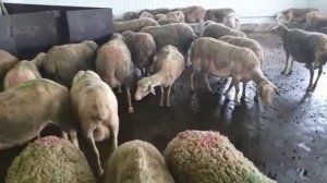 Доильный зал для молочных овец лакон