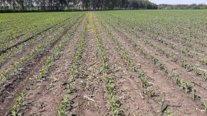 Кукуруза после второй гербицидной обработки "Лонтрелом"