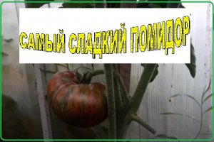 Обзор и дегустация томата Полосатый Шоколад