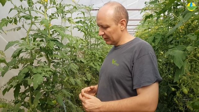 КЛАДОСПОРИОЗ НА ТОМАТАХ. МЕТОДЫ ЛЕЧЕНИЯ С БОЛЕЗНЬЮ (01-10-2018)