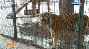 Полосатое семейство. Как живут тигры в Белгородском зоопарке