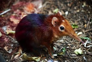 Самое редкое краснокнижное животное -  Хоботковая собачка Петерса