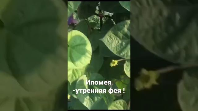 Ипомея -утренняя фея !