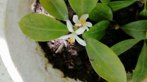 Результаты группового укоренения черенков каламондина: советую всем