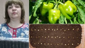 сажаю перец горький башкирский