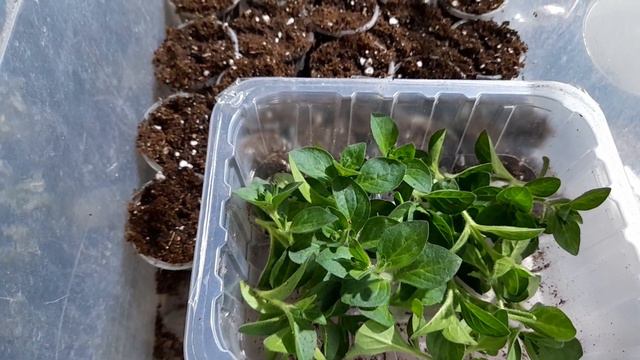 Начала массовое черенкование петунии, калибрахоа. 89601283920-Вотсап. смотреть онлайн