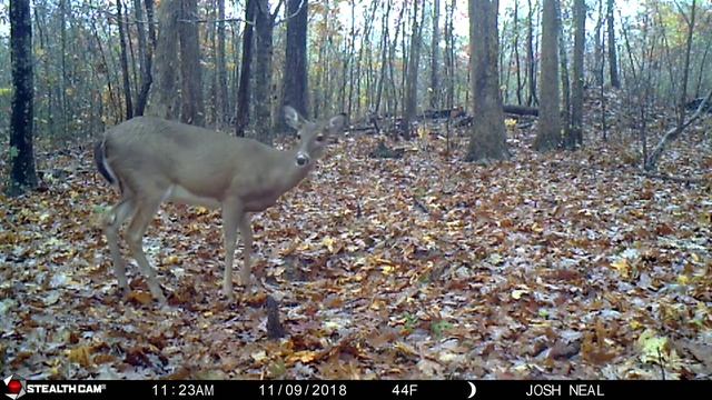 Buck Fever 6 смотреть онлайн