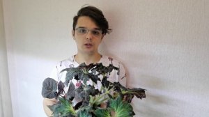 Цветочные новости №2//Антуриум ВЕЙЧА//Новинка -Моя долгожданная хотелка//Ответы на вопросы