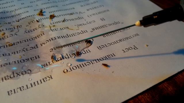 Это семя овсюга! Оно шевелится от воды смотреть онлайн