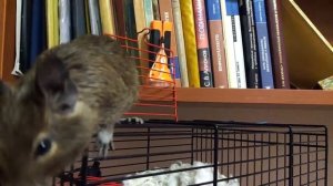 Крыс - Чилийская белка Дегу