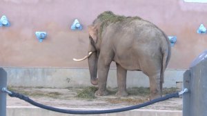 Видео про зоопарк для самых маленьких детей.