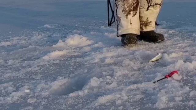 Ловля зубаря в Приморье. зимняя рыбалка в Приморье 2023.Рыбалка на зубаря Владивосток.