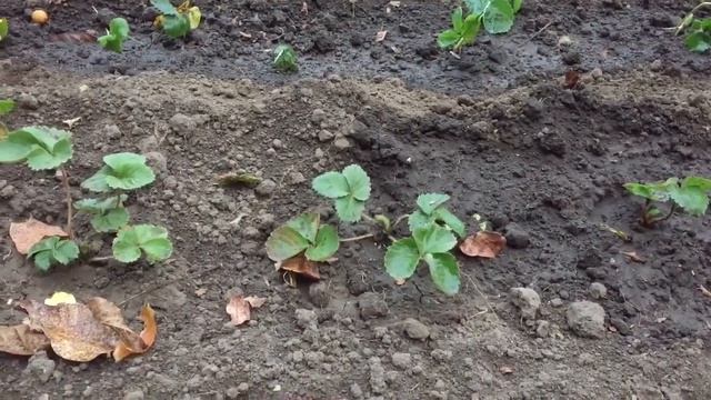 У земклуники «Купчиха» одни достоинства и нет недостатков. смотреть онлайн