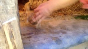 Будни Фермера. Утки породы Мулард. 1 - 43 день. / Mallard ducks