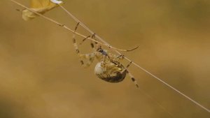 Чем занимаются ПАУКИ пока мы спим? Интересные факты в обучающем видео. Познавательно о пауках