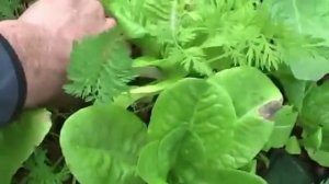мини аквапоника морковь