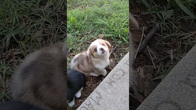 Merle Corgi Blue Eyes