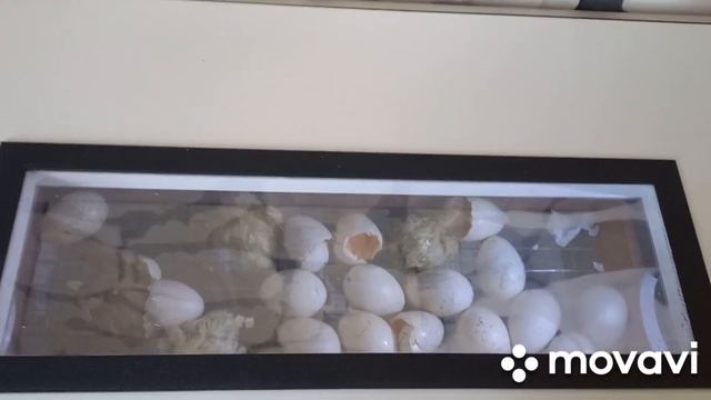 вывод индюшат Хайбрид конвертер от яйца до птенца в инкубаторе Норма" Урал" смотреть онлайн