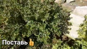 Что делать чтоб ягода у крыжовника не осыпалась.
