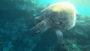 Отдых в Египте 2021. Сокровище Красного моря. Марса Алам. Дюгонь. Черепахи. Marsa Mubarak. Dugong