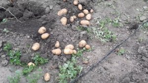 Урожай картофеля.. Сорта Адретта , Синеглазка, Иван да Марья.. И чёрная 10 августа 2023 г.
