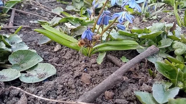 Пролиски сибирские Первоцветы Лесная жизнь кипит смотреть онлайн