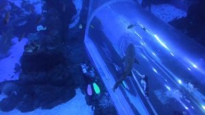 Underwater Scooter Sublue Navbow+