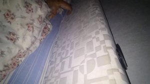 Что будет если кормить котенка ночью.