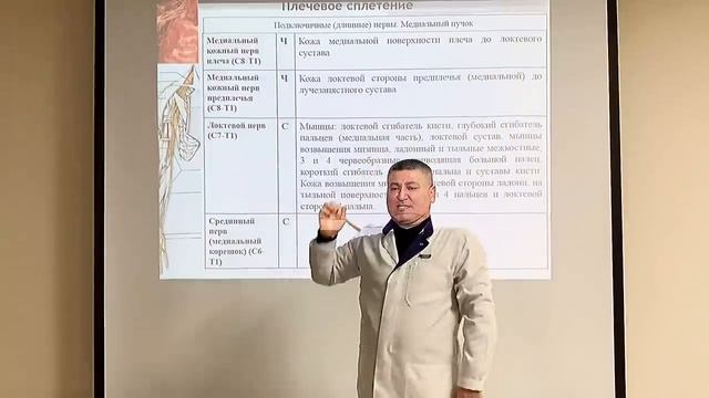 Спинномозговые нервы. Сплетения  Spinal nerves. Plexuses
