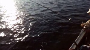 Ловля жереха троллингом на Волге