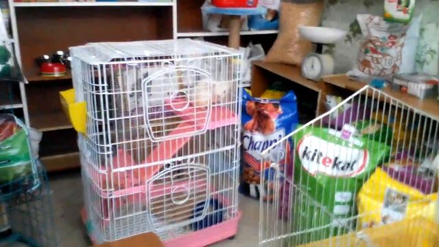 Ездили в никольск♥ и на рынок видели шиншил????? смотреть онлайн