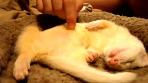 Хорек спит, как убитый!