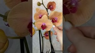 состояние Орхидей с привоза , 100000 качество , орхидеи с аукциона.