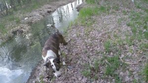 Амстаффтерьер ловит лягушек/Amstaffterrier catches frogs