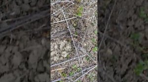 Бабушка расказала как хранить морковь зимой!Так хранили нашы предки