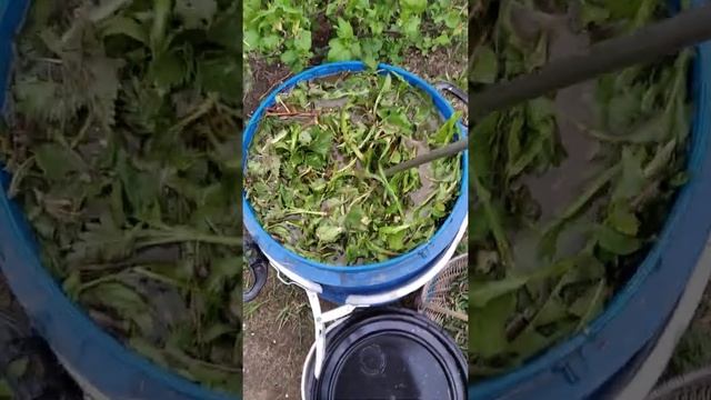Как быстро приготовить травяной настой для рассады / Подкормка для рассады