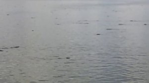 Шатура   рыбалка   лещь  заражон   силитером