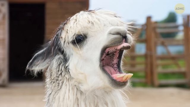 Самые опасные части тела в животном мире смотреть онлайн