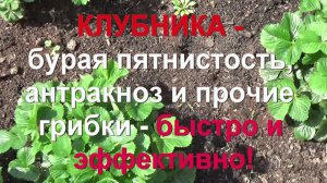 61. КЛУБНИКА. Бурая пятнистость и прочие грибковые заболевания -  быстро и эффективно!