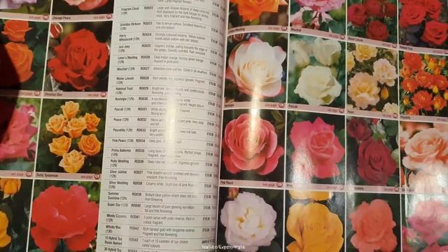 Первоцветы. Луковицы ТЮЛЬПАНОВ и Нарциссов на ВЕСНУ 2022. КАТАЛОГ Обзор новинок для осенней посадки смотреть онлайн