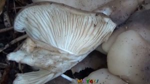 Грибы  Рядовка скученная