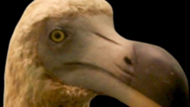 додо пристально смотрит в камеру смотреть онлайн