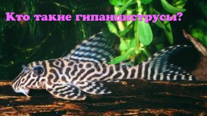 Кто такие гипанциструсы?