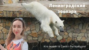 Зоопарк в Санкт-Петербурге Ленинградский зоопарк | прогулка по территории. Кто живёт в Питере