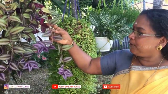 Fast growing hanging plants | Indoor and outdoor plants|tips