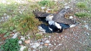 Ястреб поймал сороку.