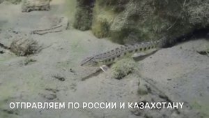 Щиповка обыкновенная (шиповка) Cobitis taenia продажа