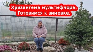 Способы сохранения мультифлоры хризантемы в зиму