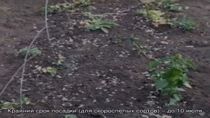 Полезные советы огородникам: что можно сажать после гороха и почему так важно менять места посадки.