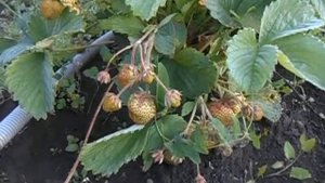 Удивительный сорт клубники Камрад Победитель